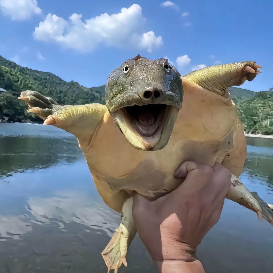 迈