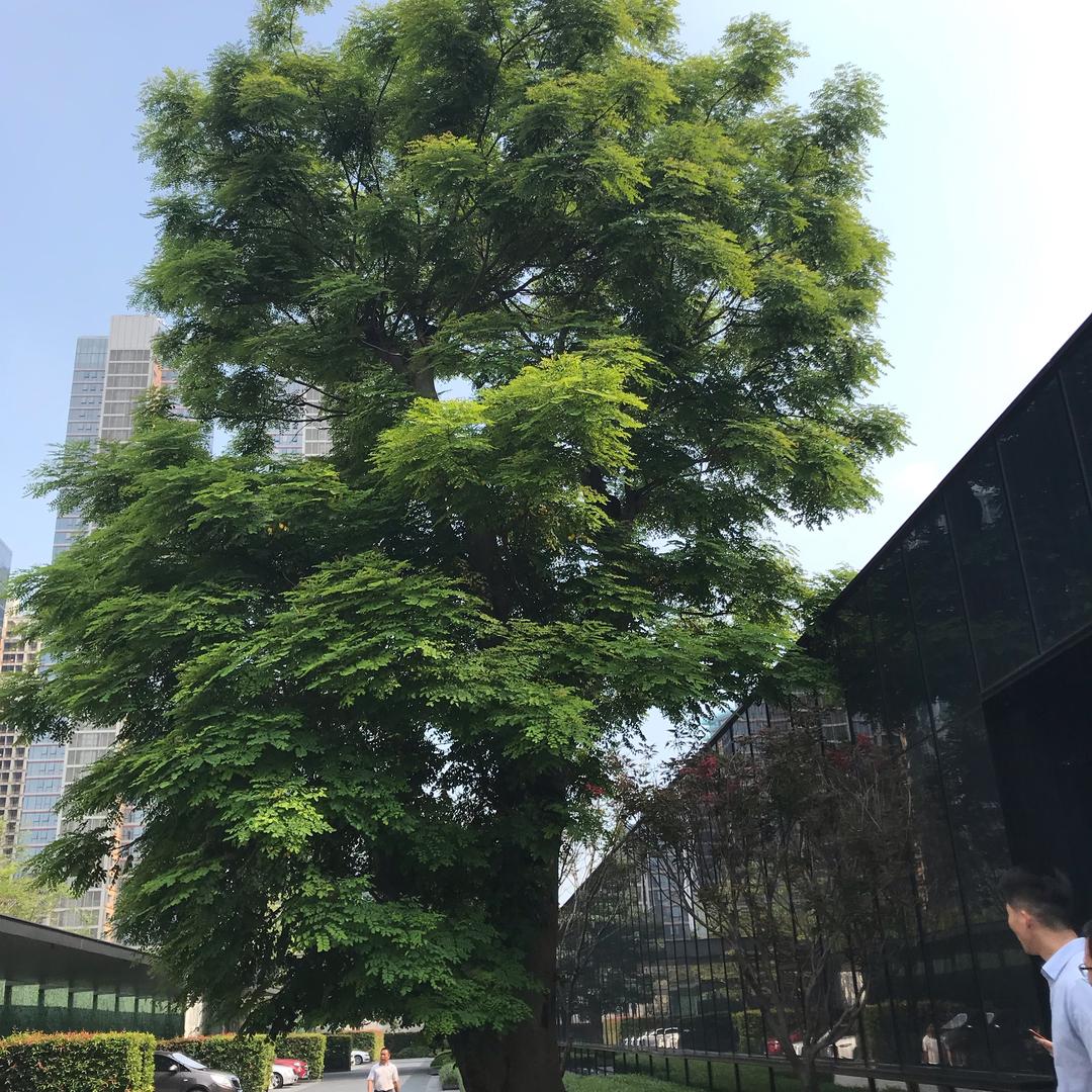深圳市光明区思达成商行