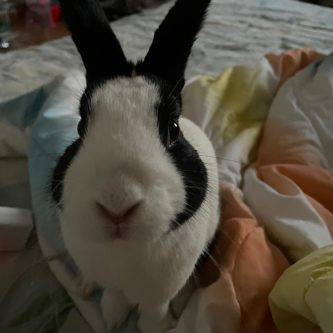 油炸猪腚