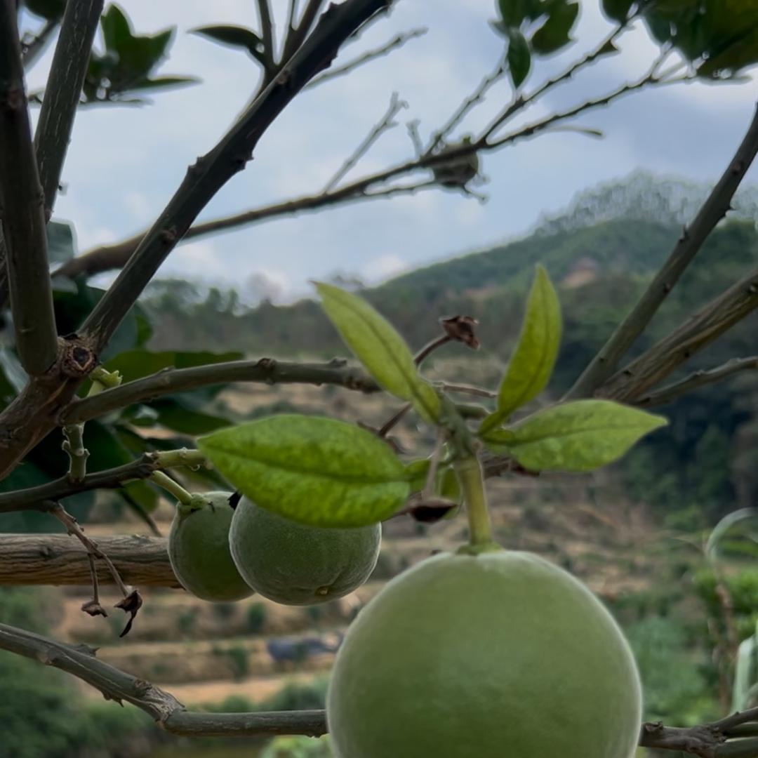 平定镇化州橘红