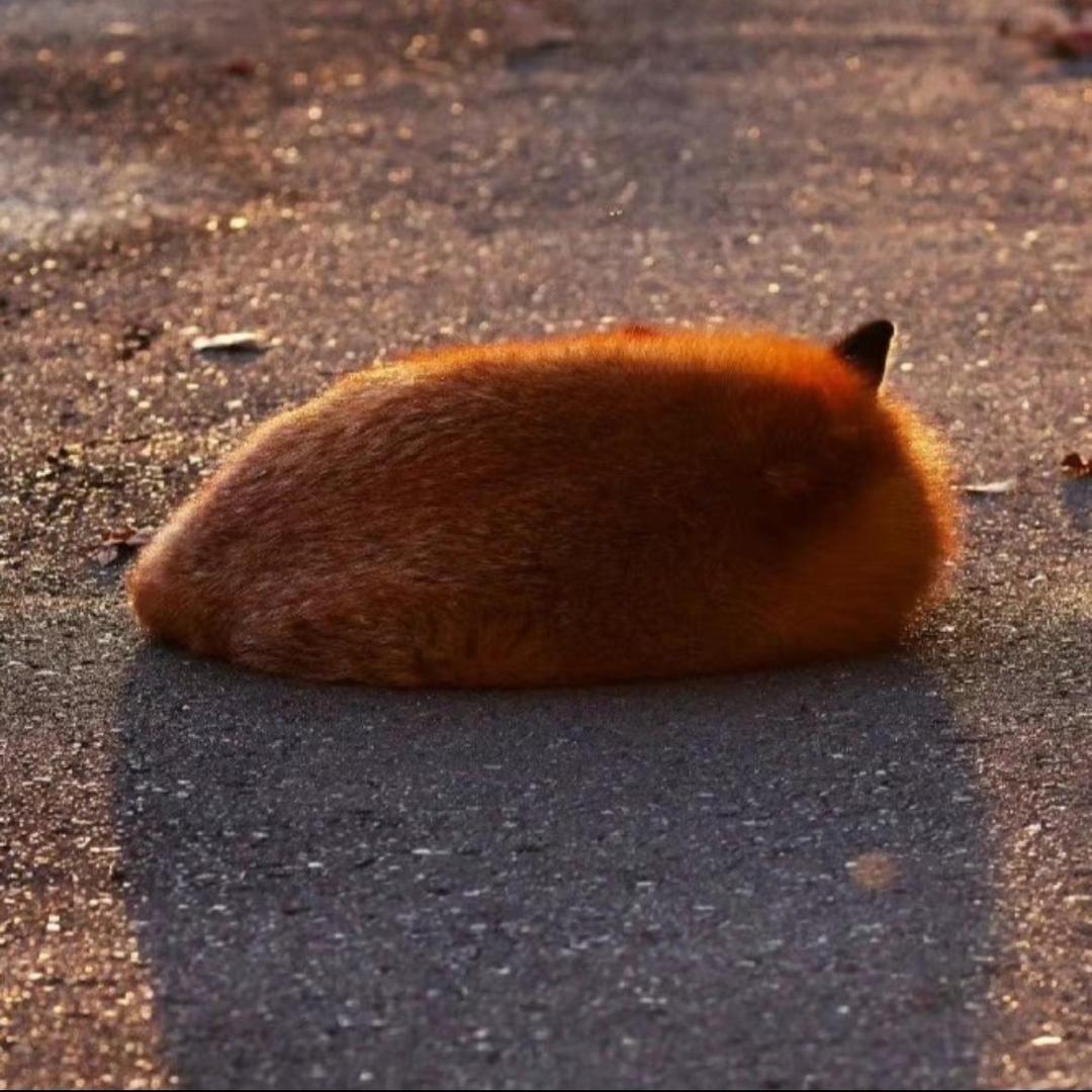 电子小羊会梦见葡萄啵啵嘛