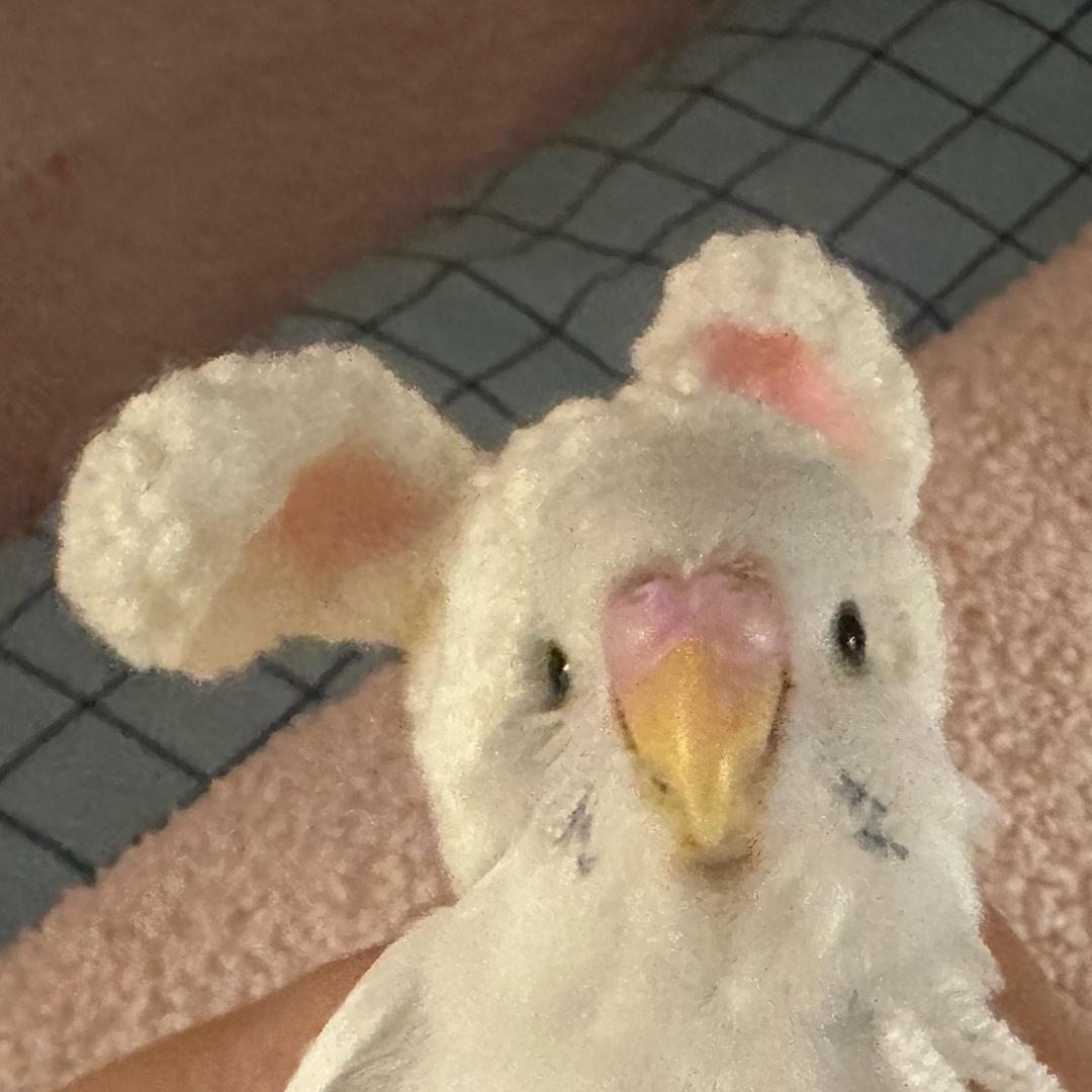 小虎皮跳跳不挑食