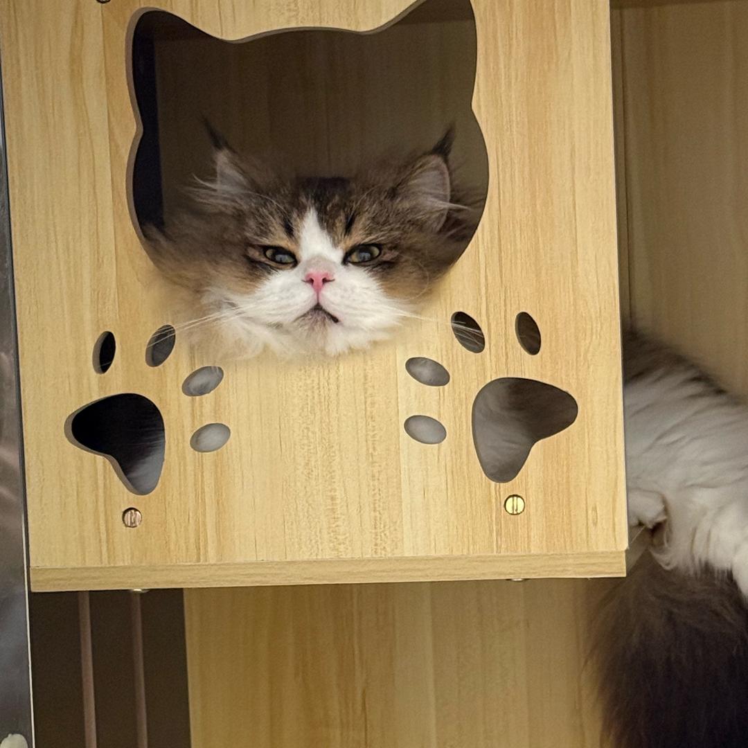 宜浮是小猫。