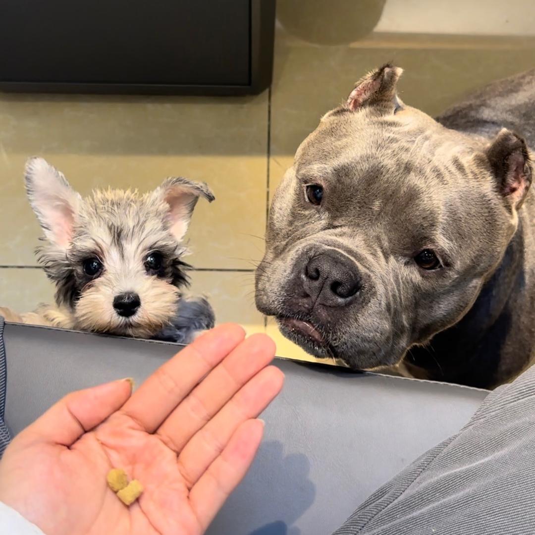 一万是只恶霸犬