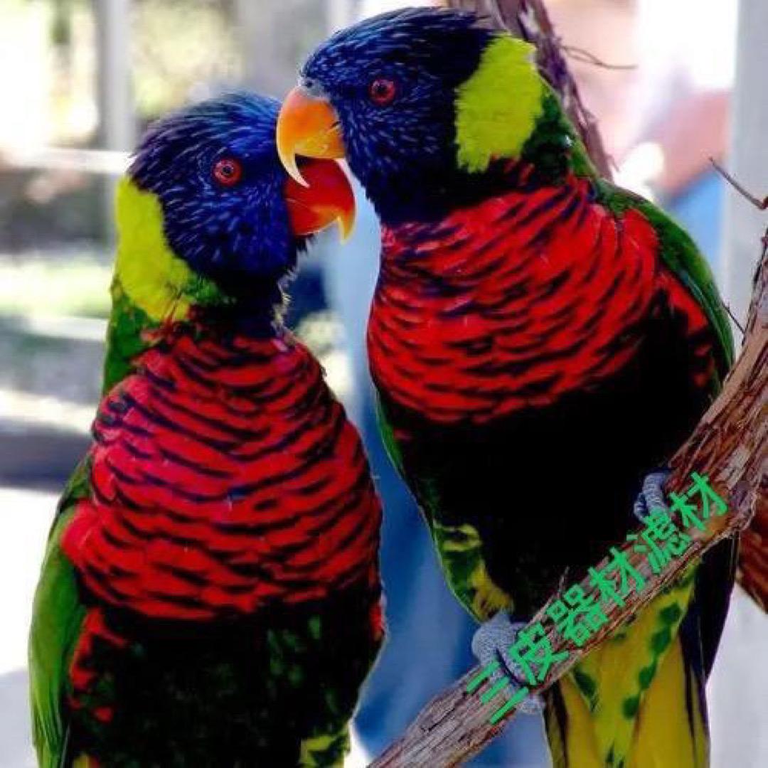 三皮锦鲤器材滤材，鱼粮鱼药