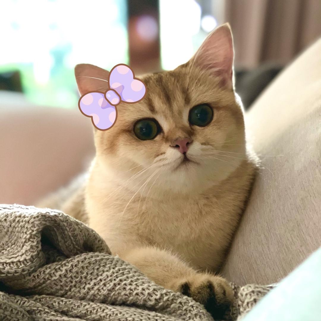 nabi是个大队长
