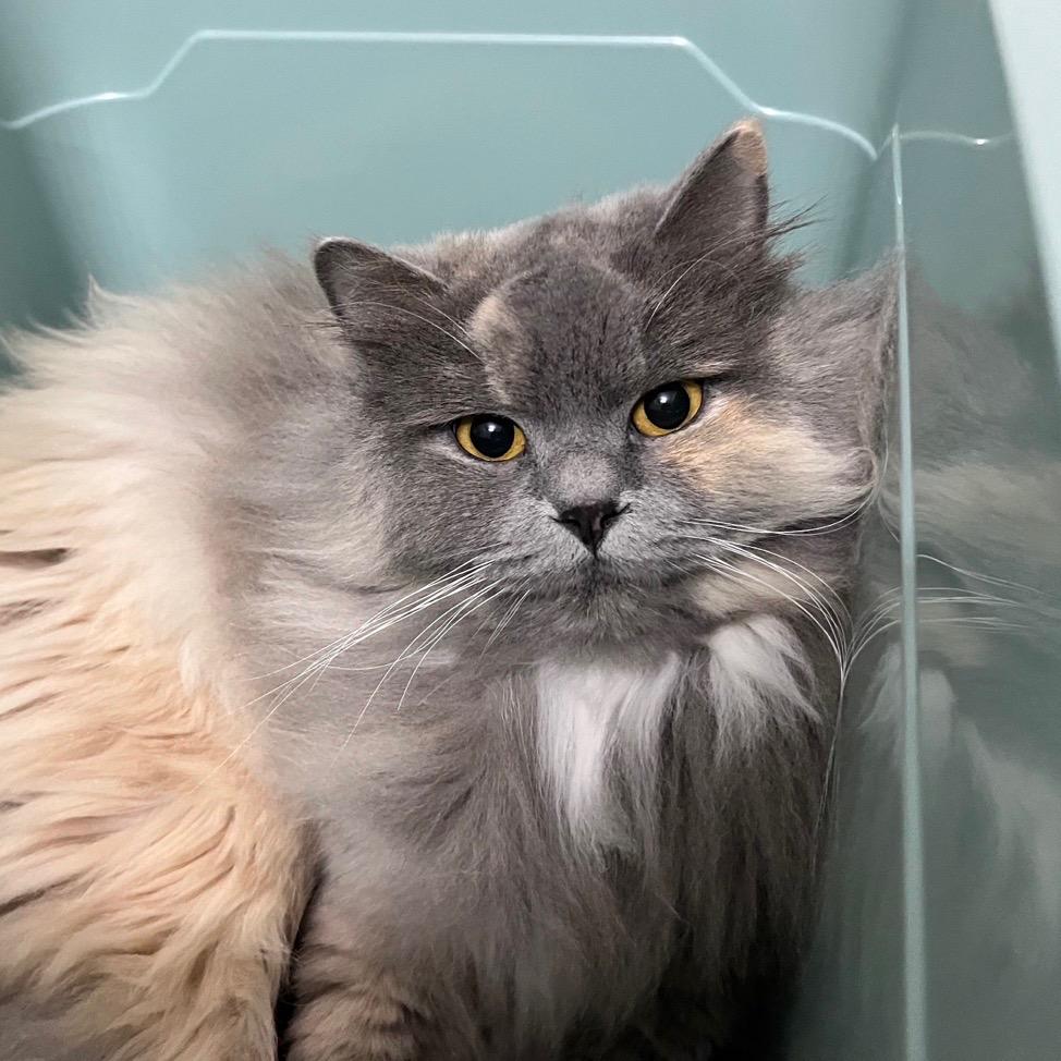 玲子爱吃peach🍑