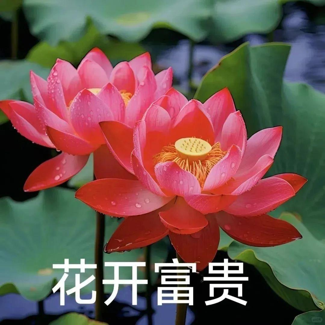 花开富贵.