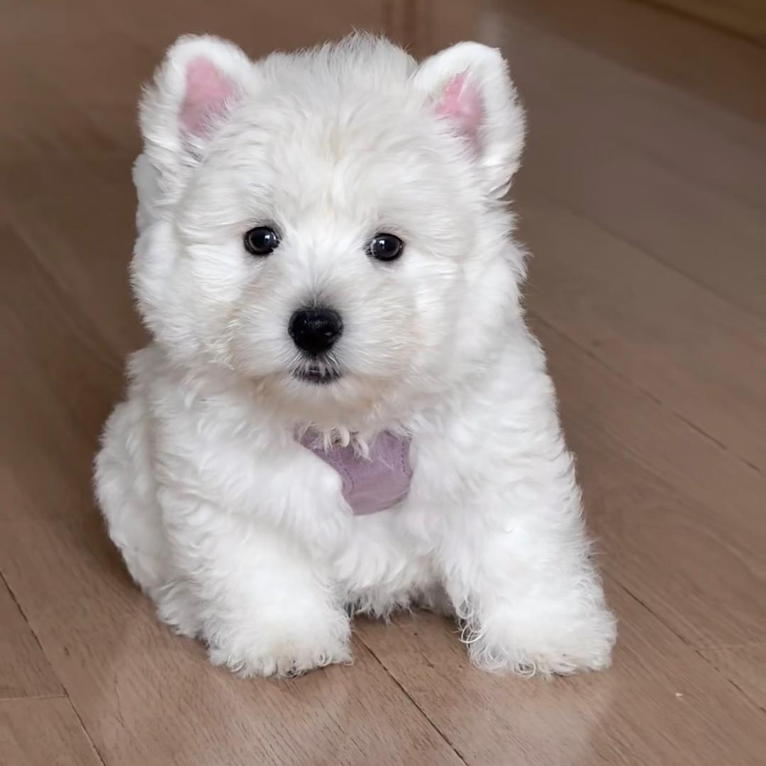 瓜多多（买🐶关我）