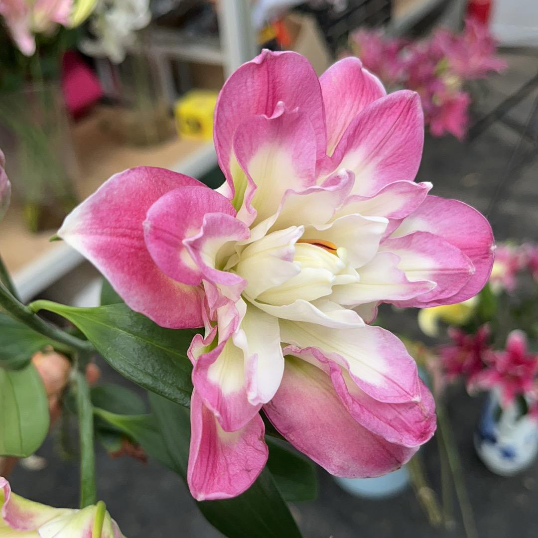 花盒1号