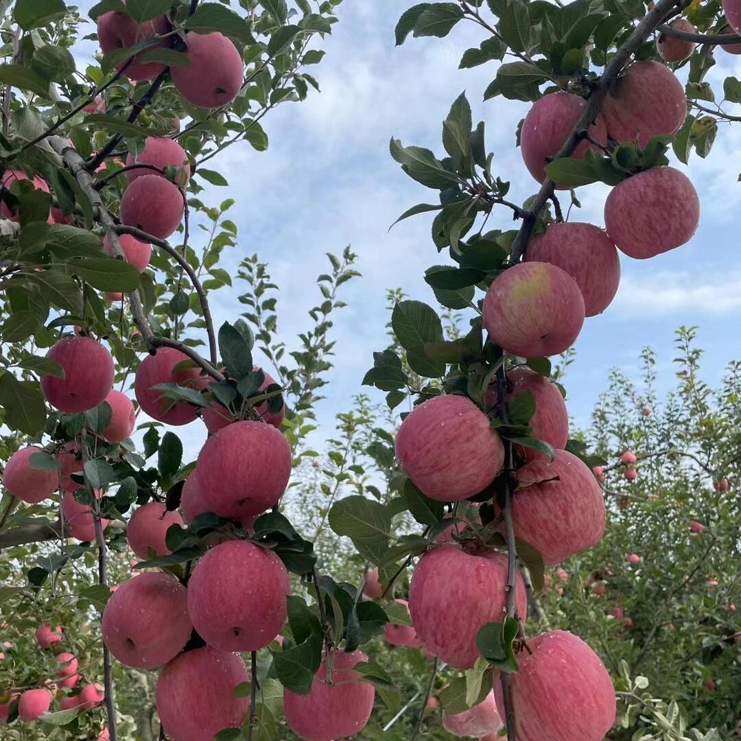 洛川红正宗洛川苹果