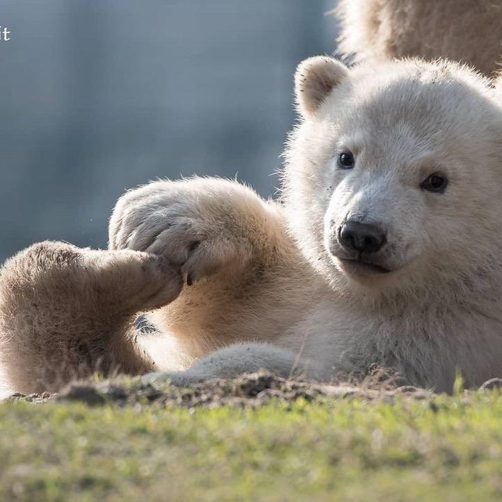 🧀️大脚丫狗尾巴