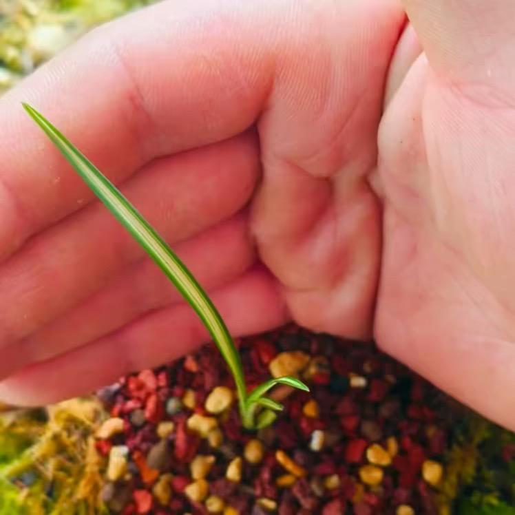 鑫诚兰艺花卉园艺店