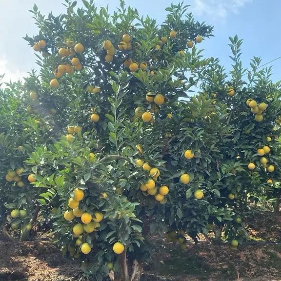 云南产地优品水果