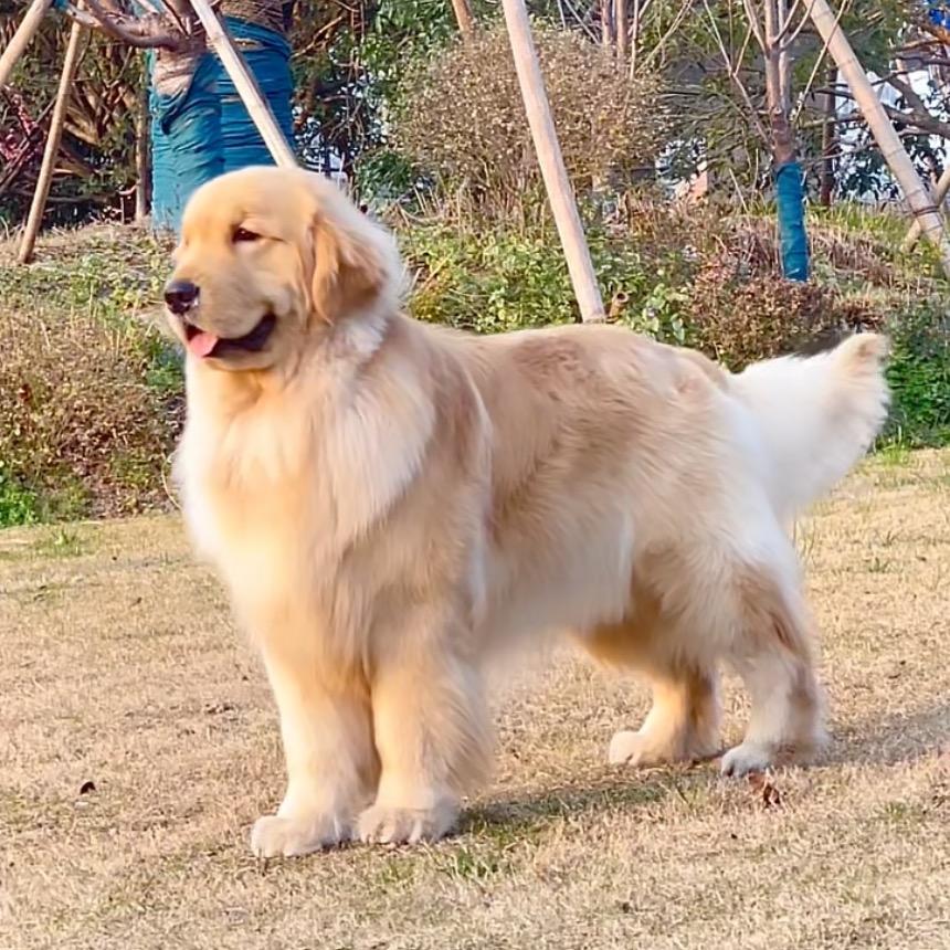 晴天和软糖