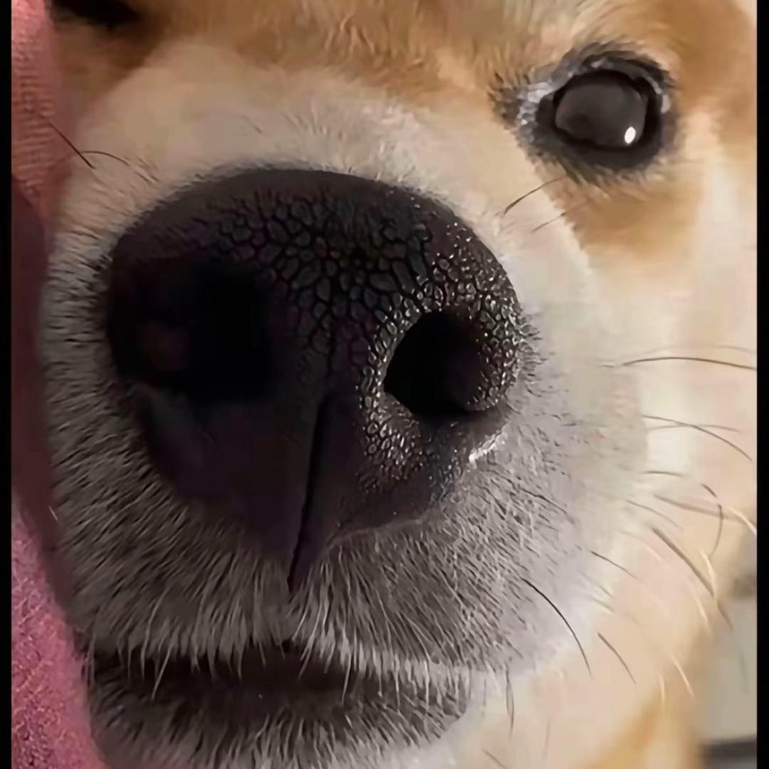 一只大厨👨🏻‍🍳