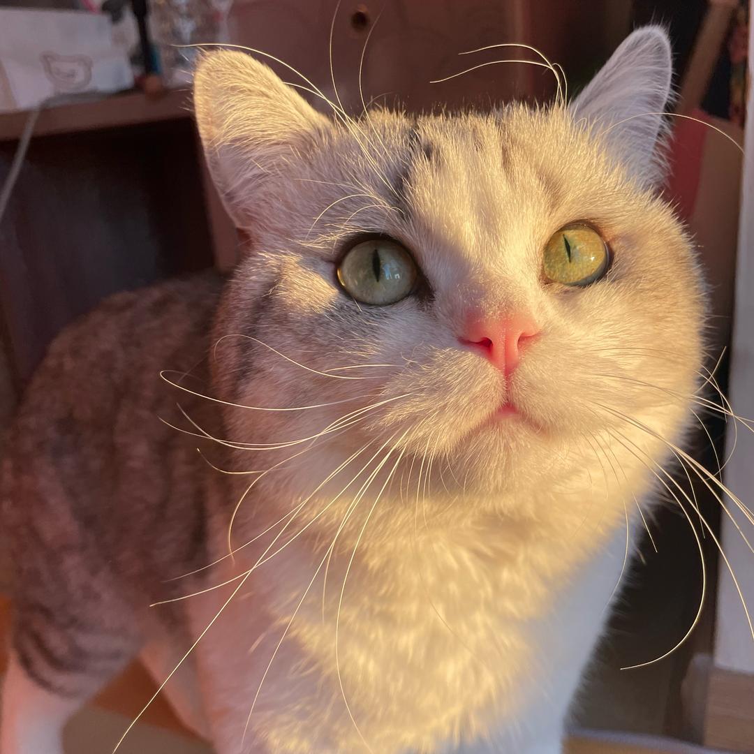 丸子（赚猫粮版）