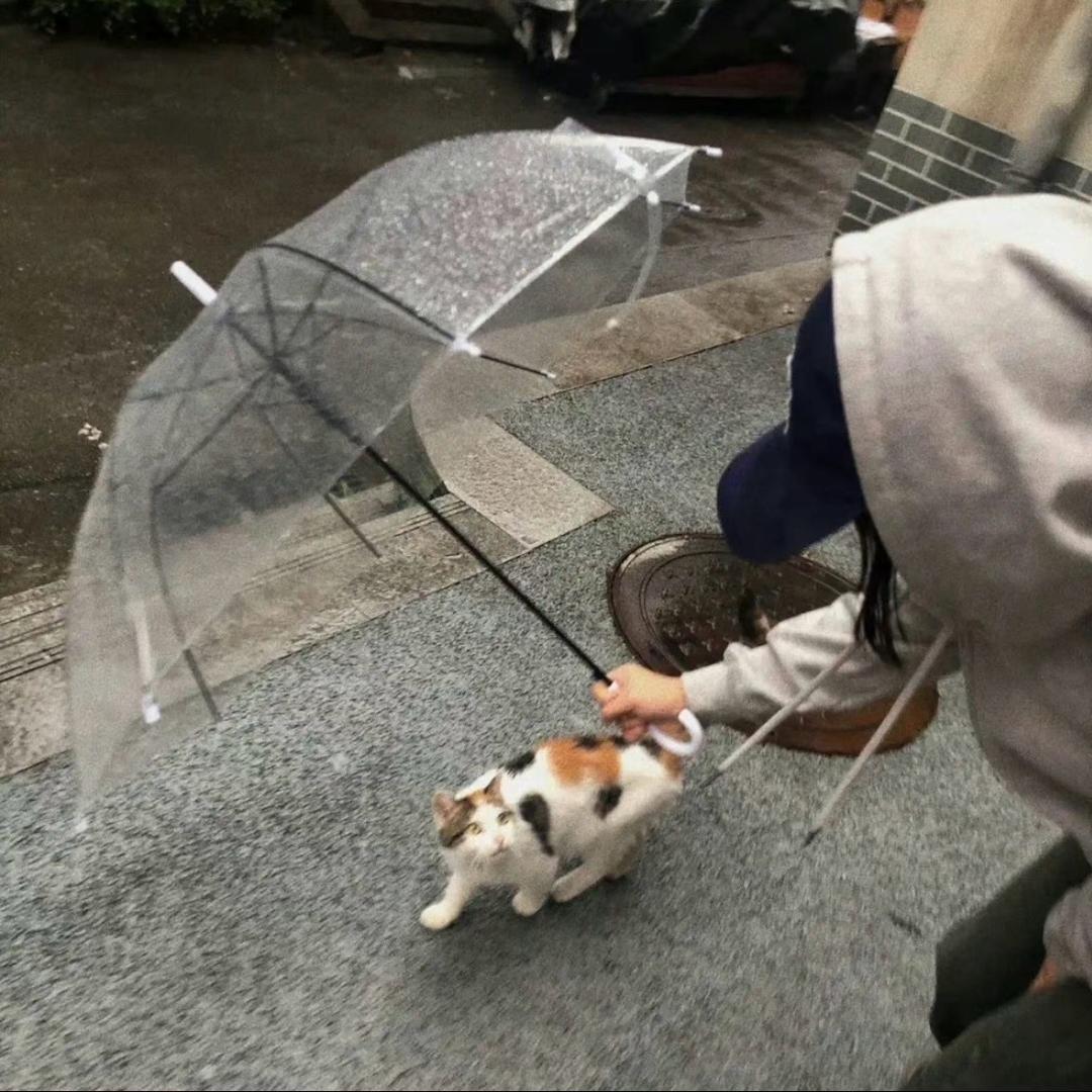 蜻蜓队长、