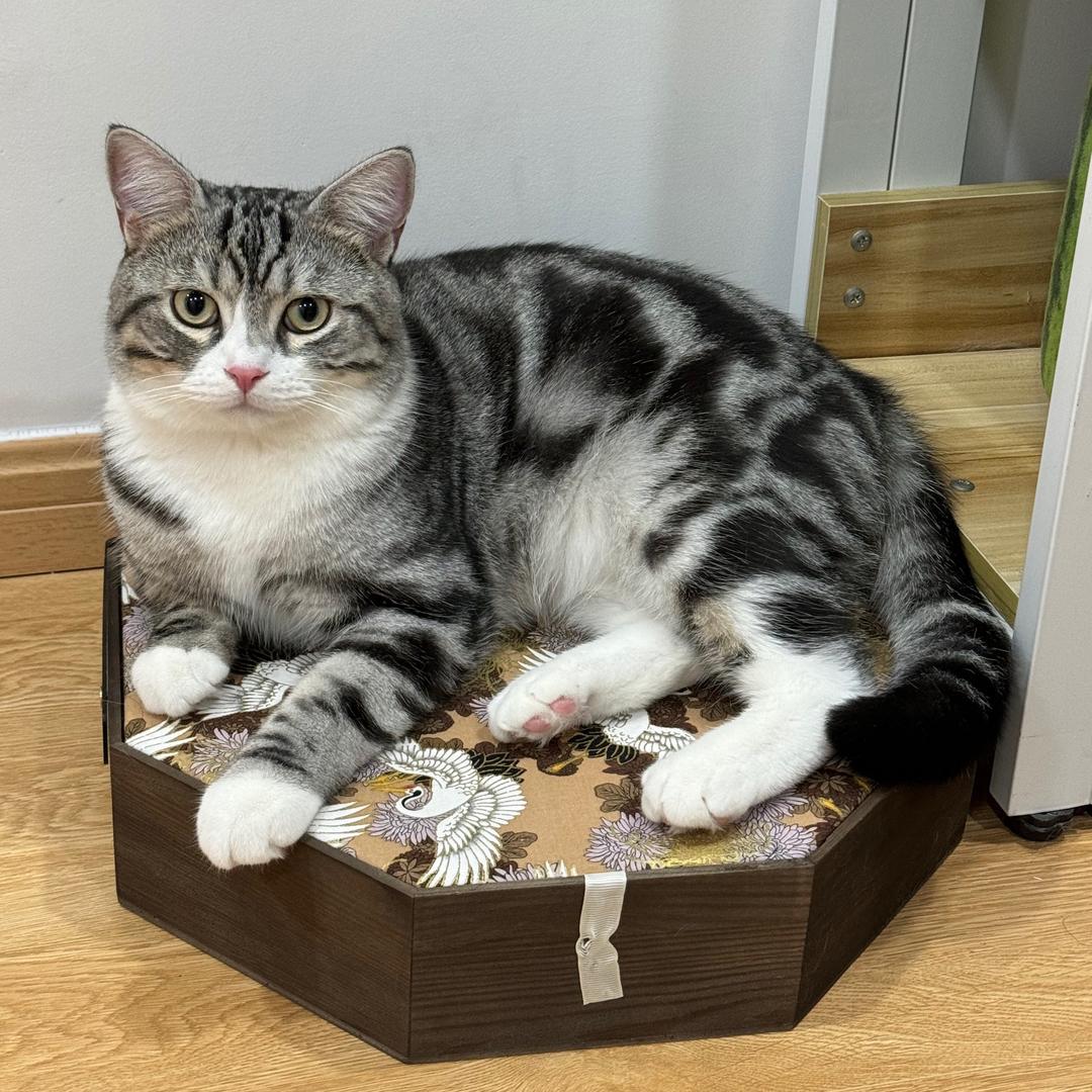 阿楠科学养猫