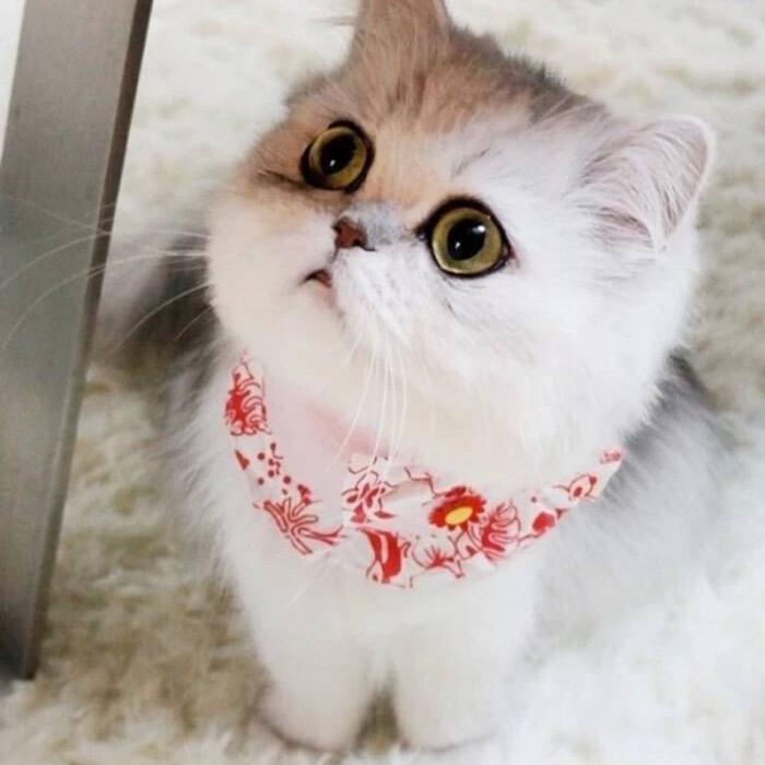🍬吃糖糖🍬