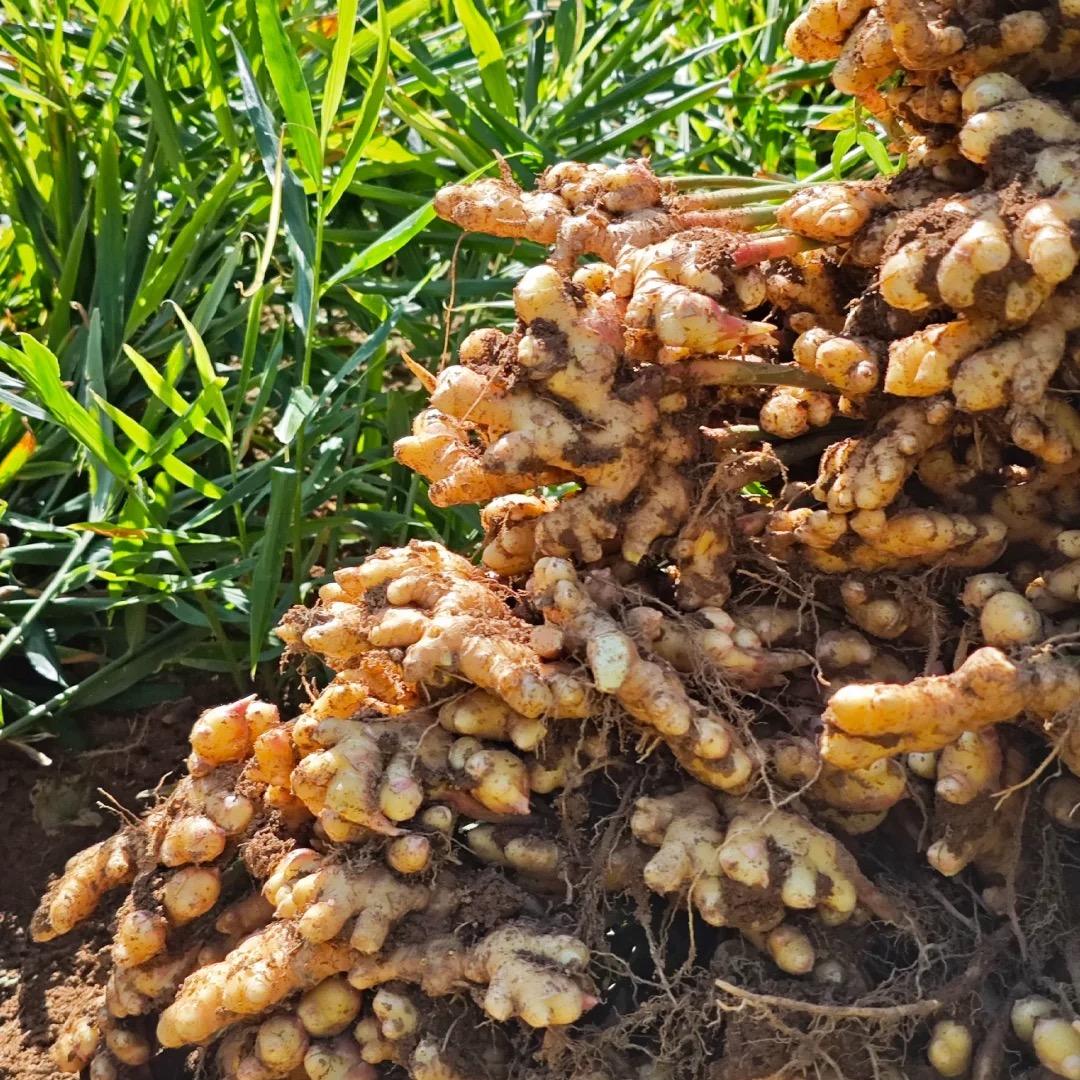 云南苗阿妹家小黄姜