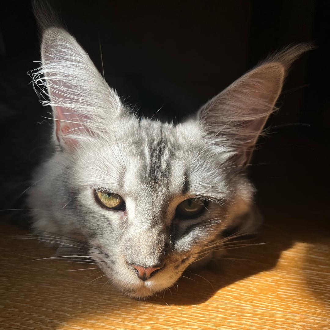 立秋是只卖画喵