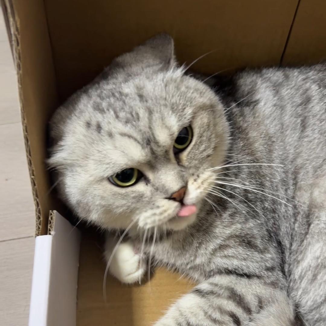 🌸老师（银色闪电）