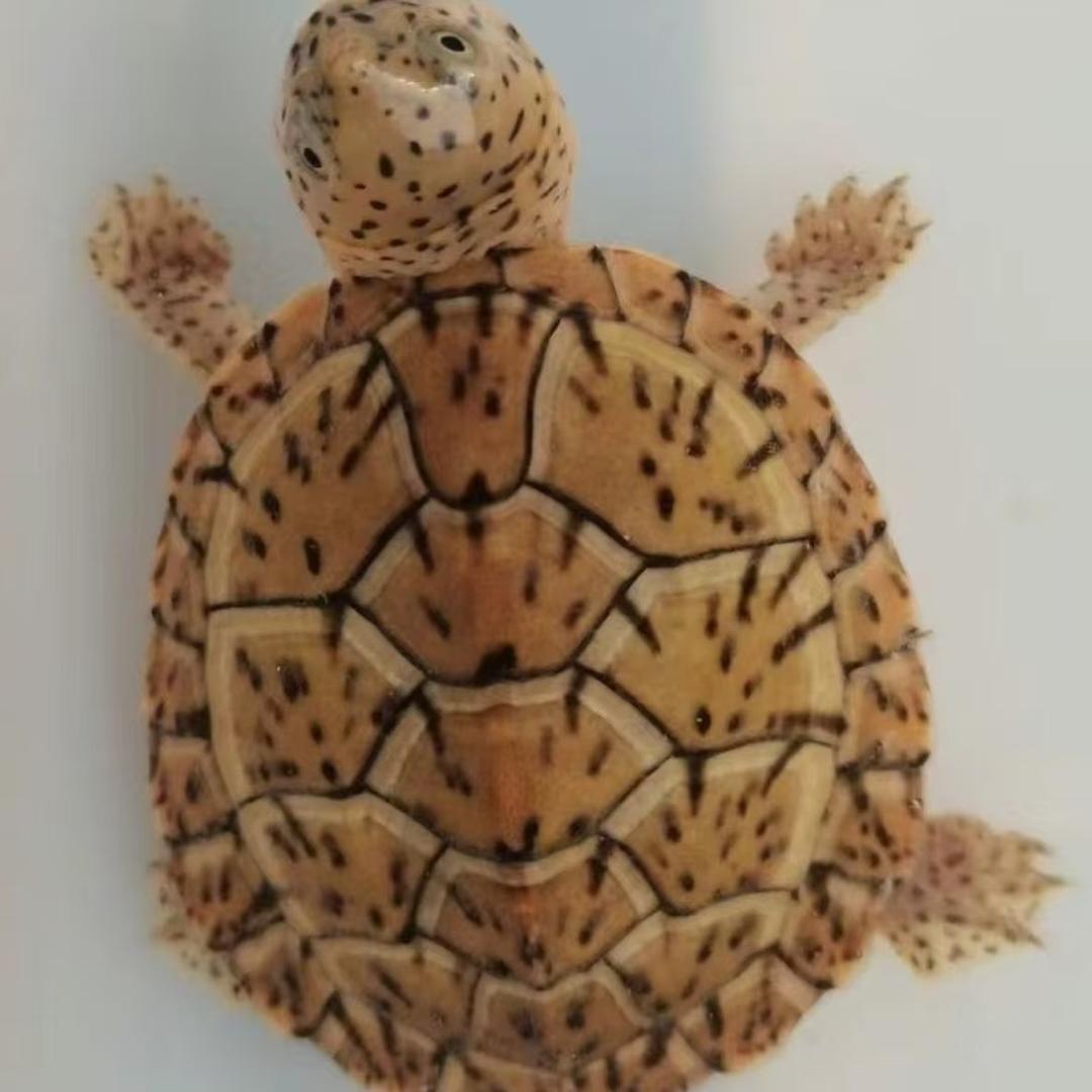 萌萌龟家
