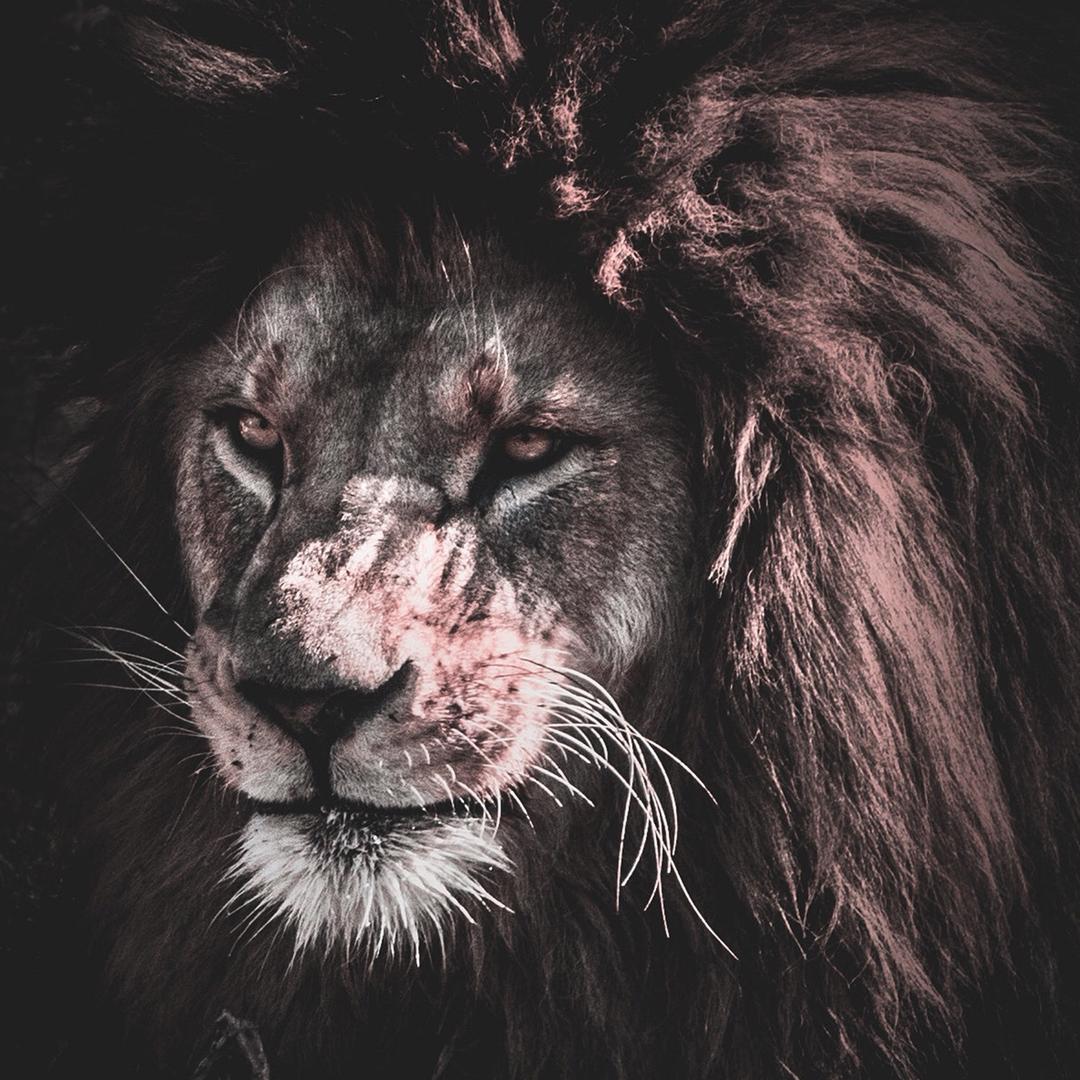 Lion🦁🦥