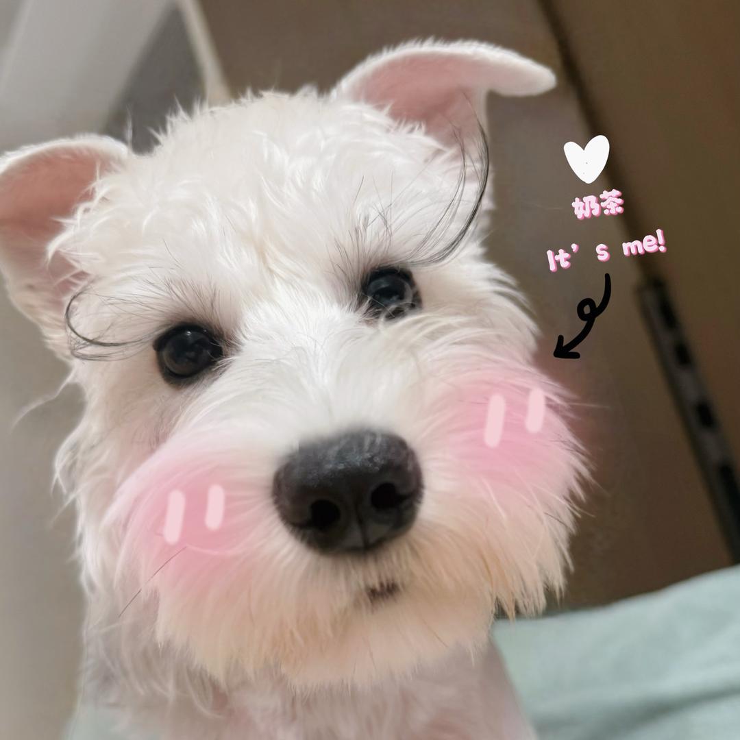 奶茶🧋（是一只汪）