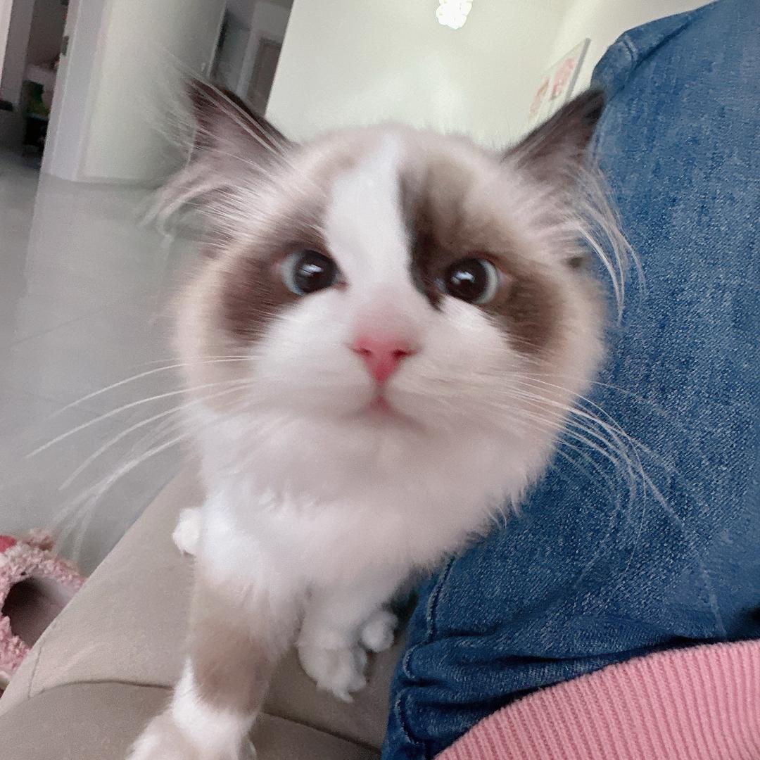 👨👩👧🐱一家四口