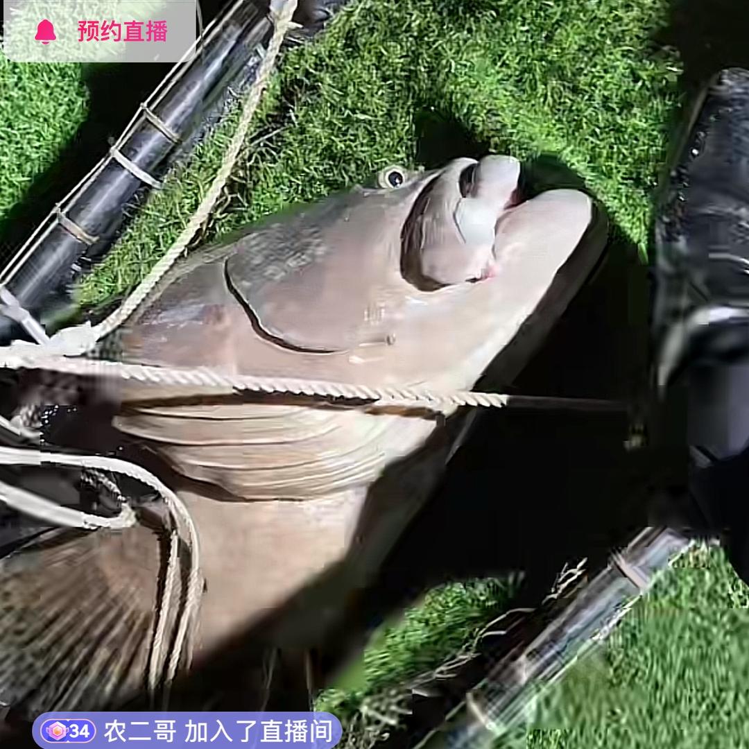 狗弟爱钓鱼