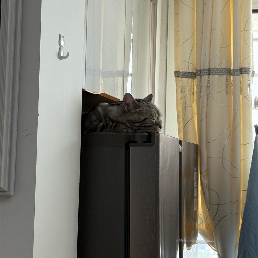 我家3只猫