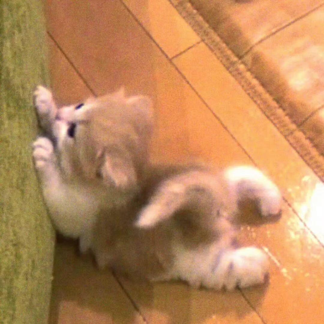 雅･ᴗ･꧞