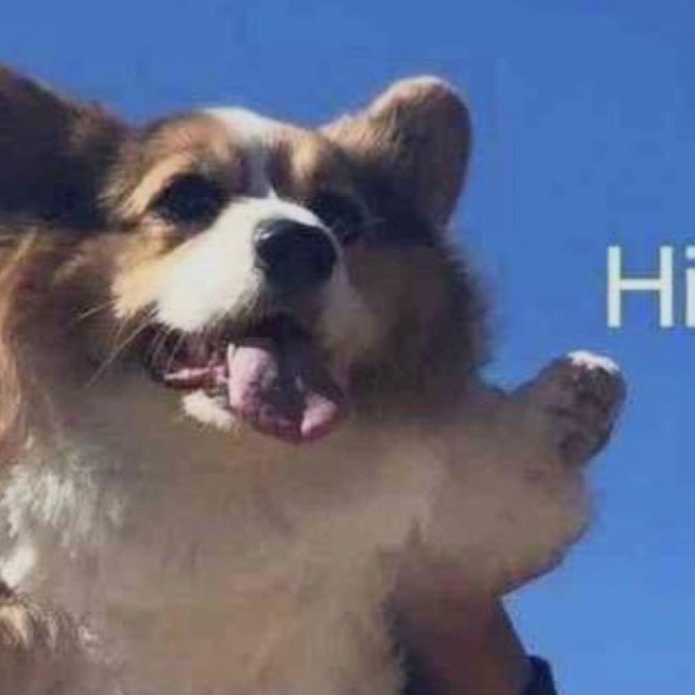 旺喵宠物景德镇