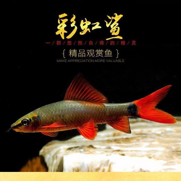 彩鲨大渔场