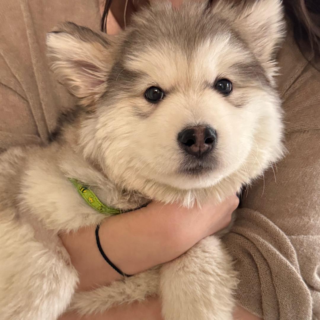 Max