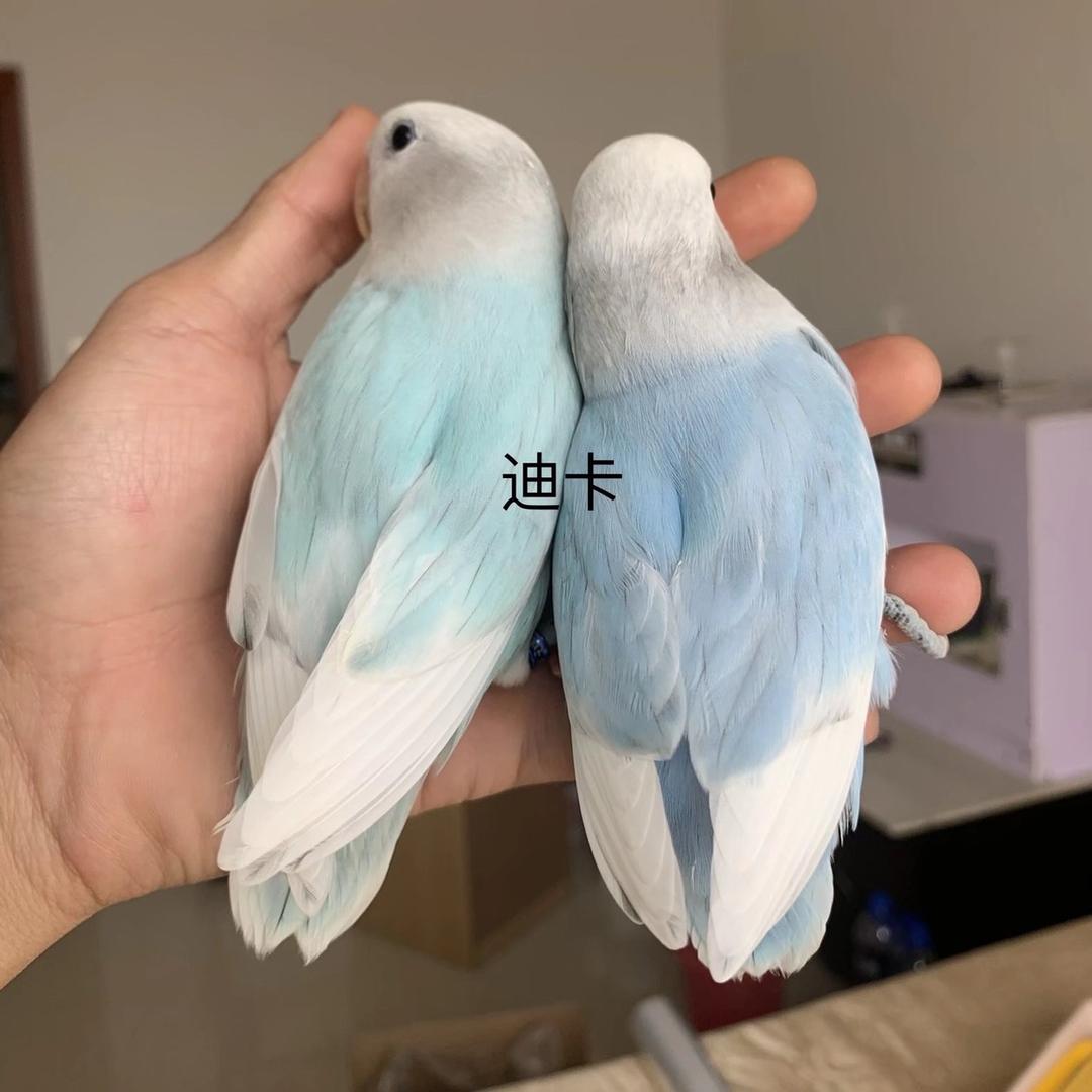 梦动俊仪嘉宠物专卖店