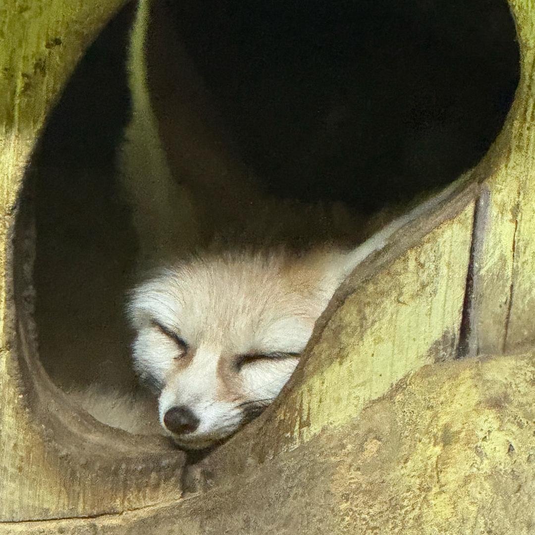玊福多多