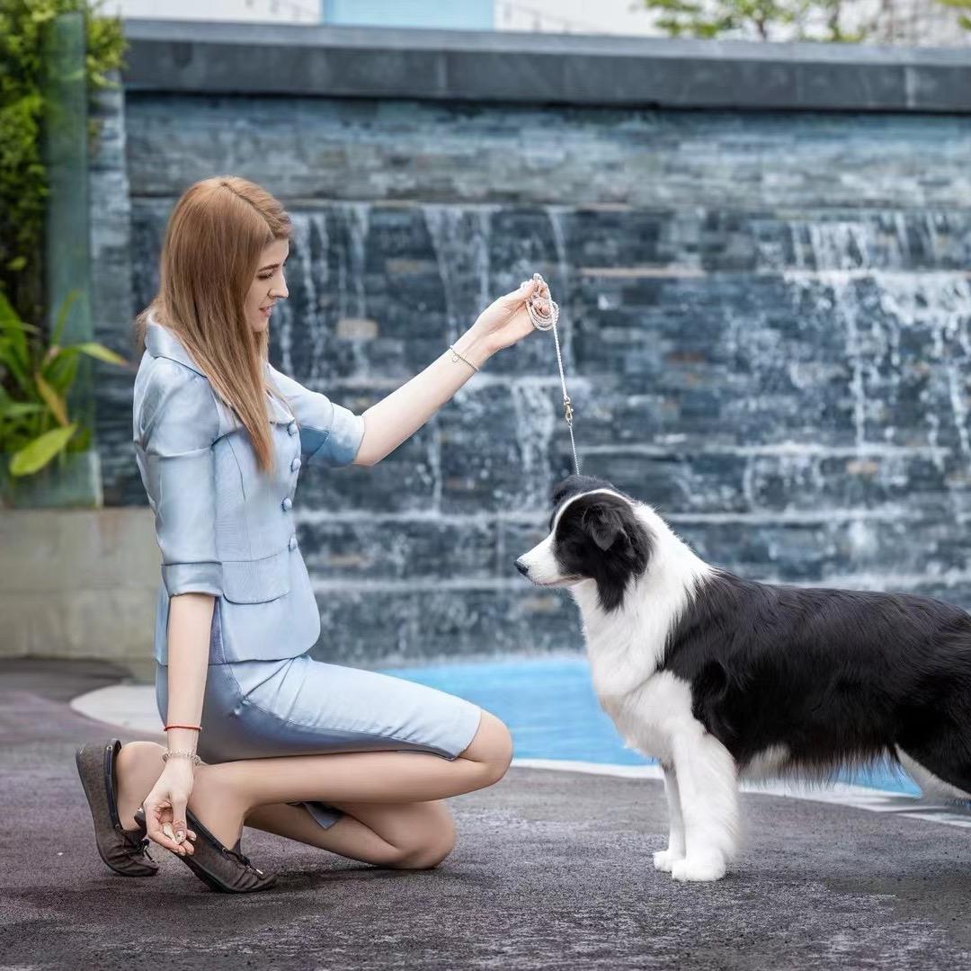 李小哥边牧