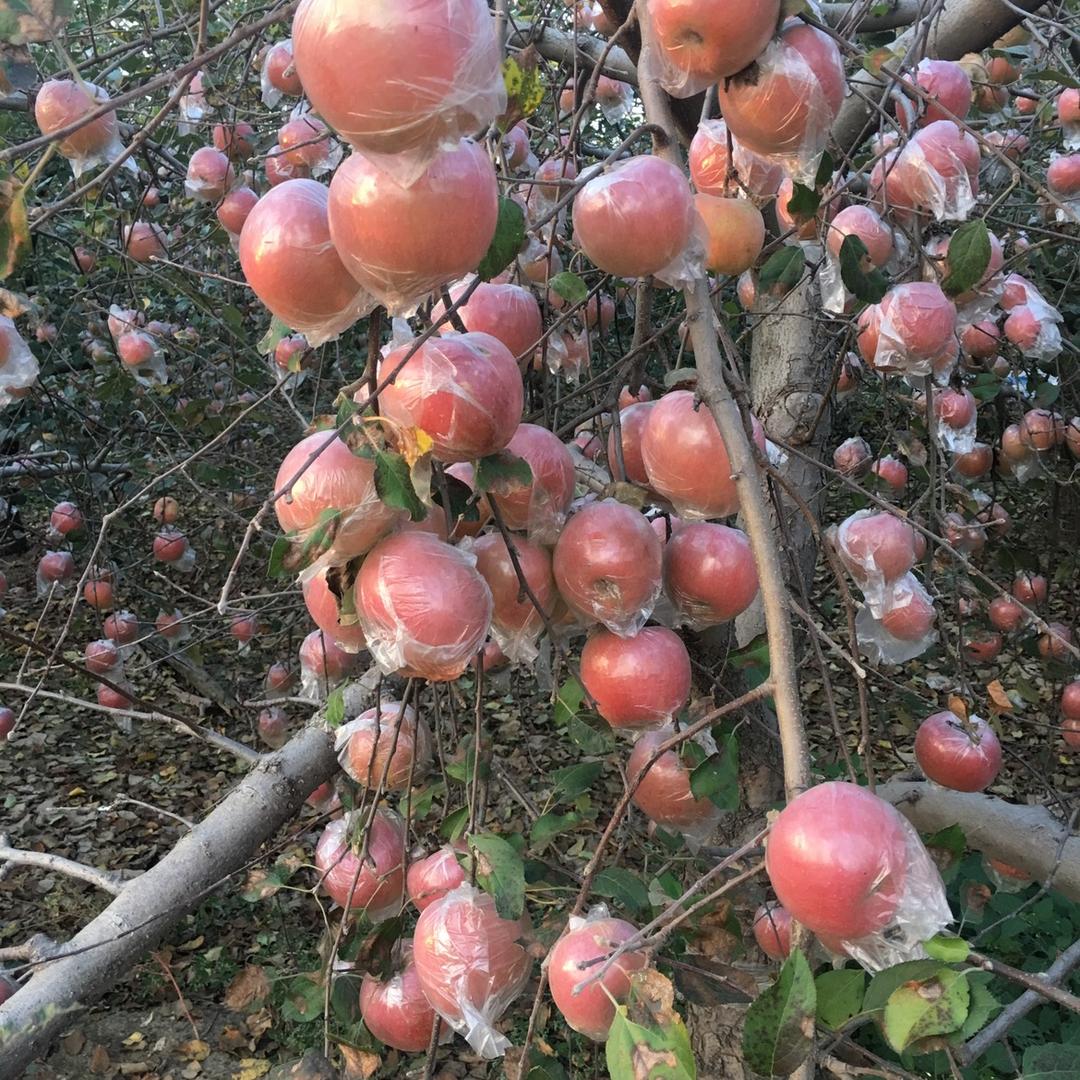 大沙河苹果基地