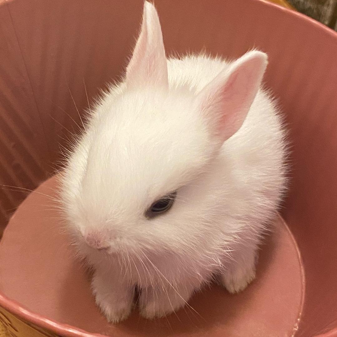 小免。