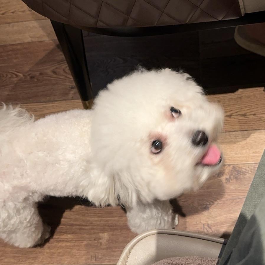东东电竞大专杏子