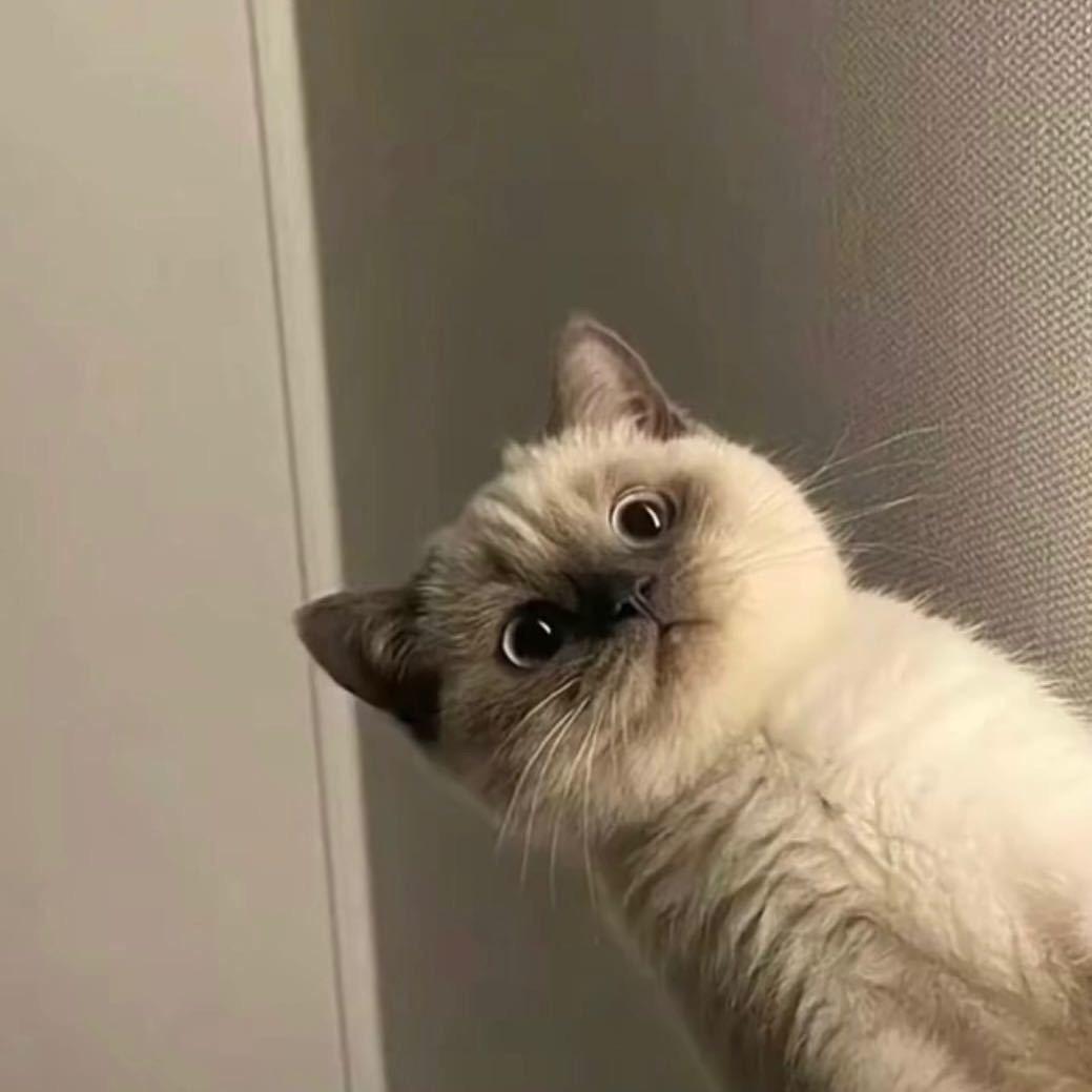 小太阳.