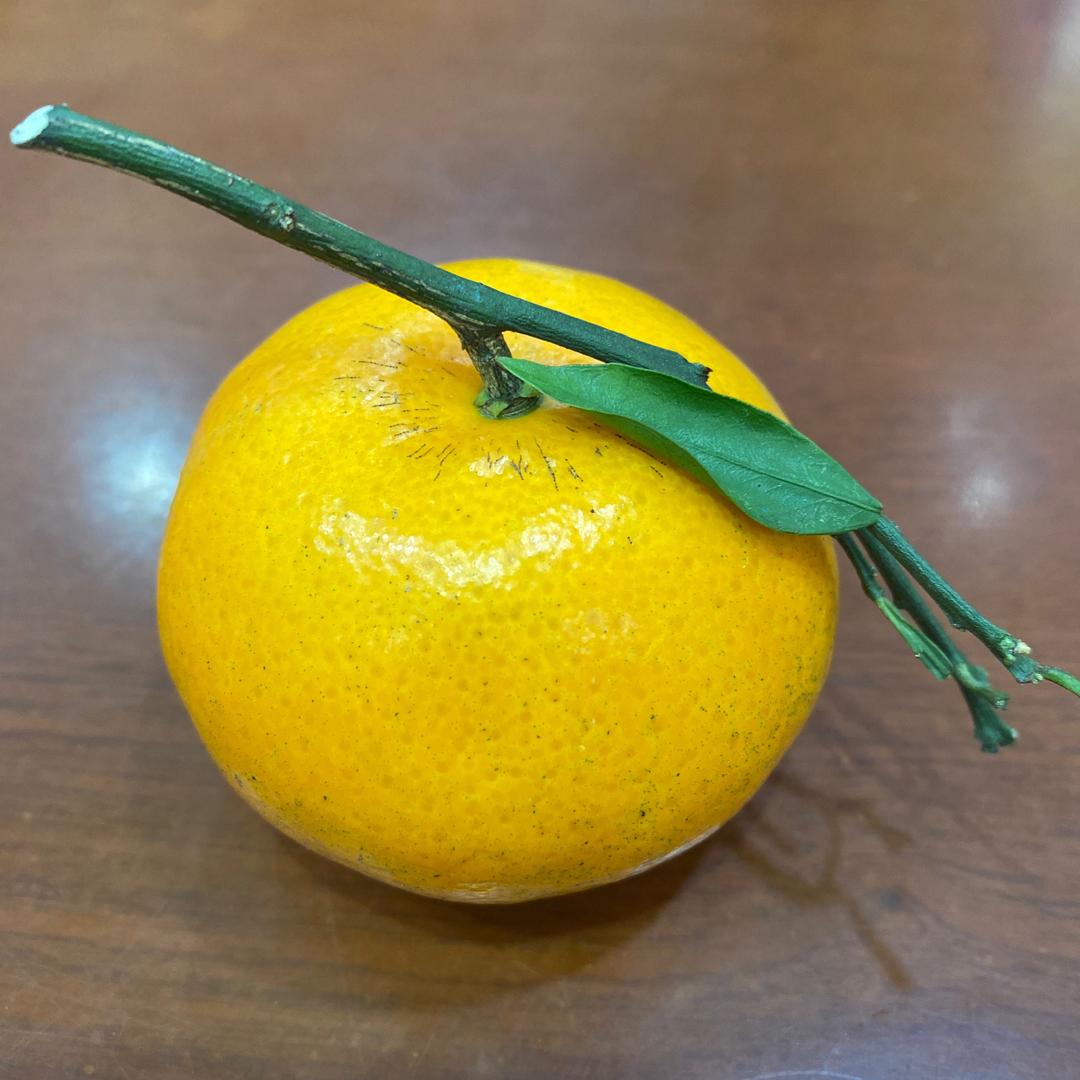 理大大