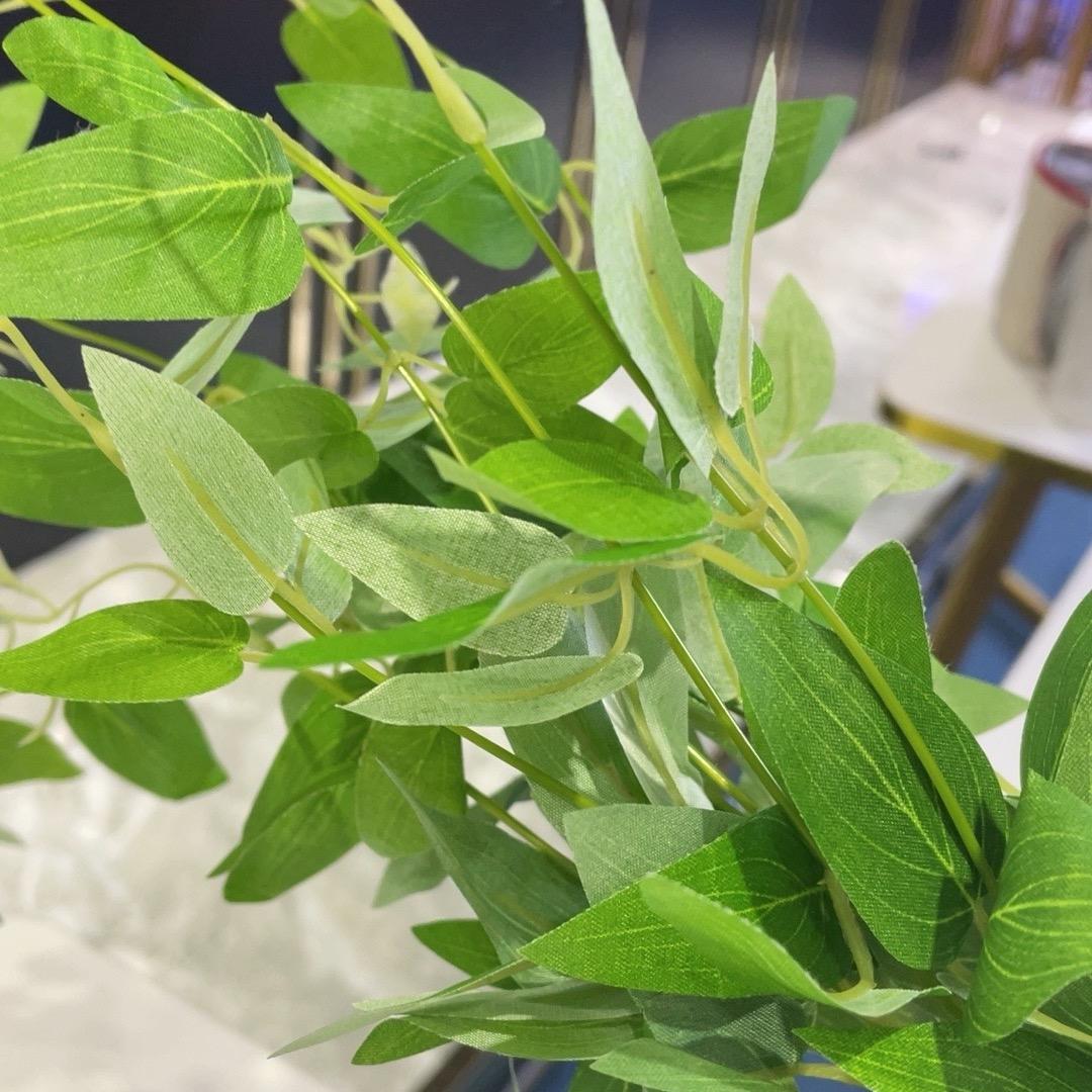 绿叶🍃