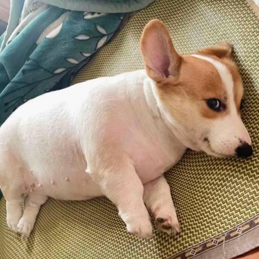 (🐶🥚)☃️