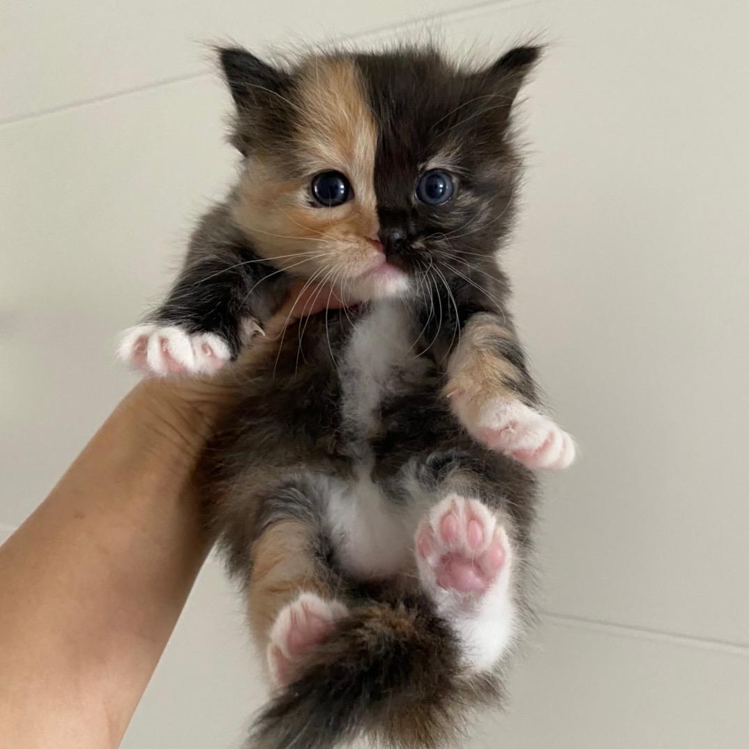 菩提猫