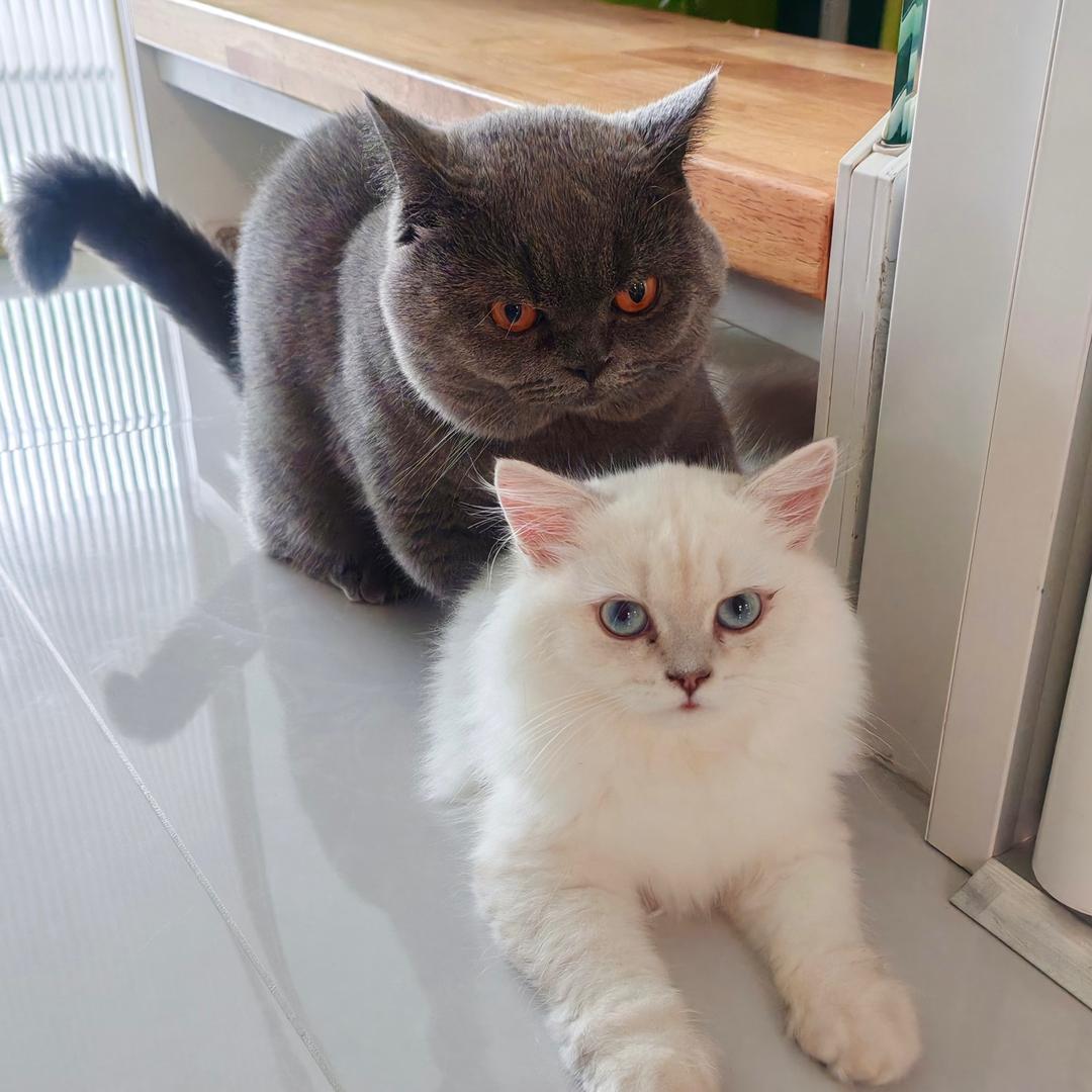 布布圆宝都是喵