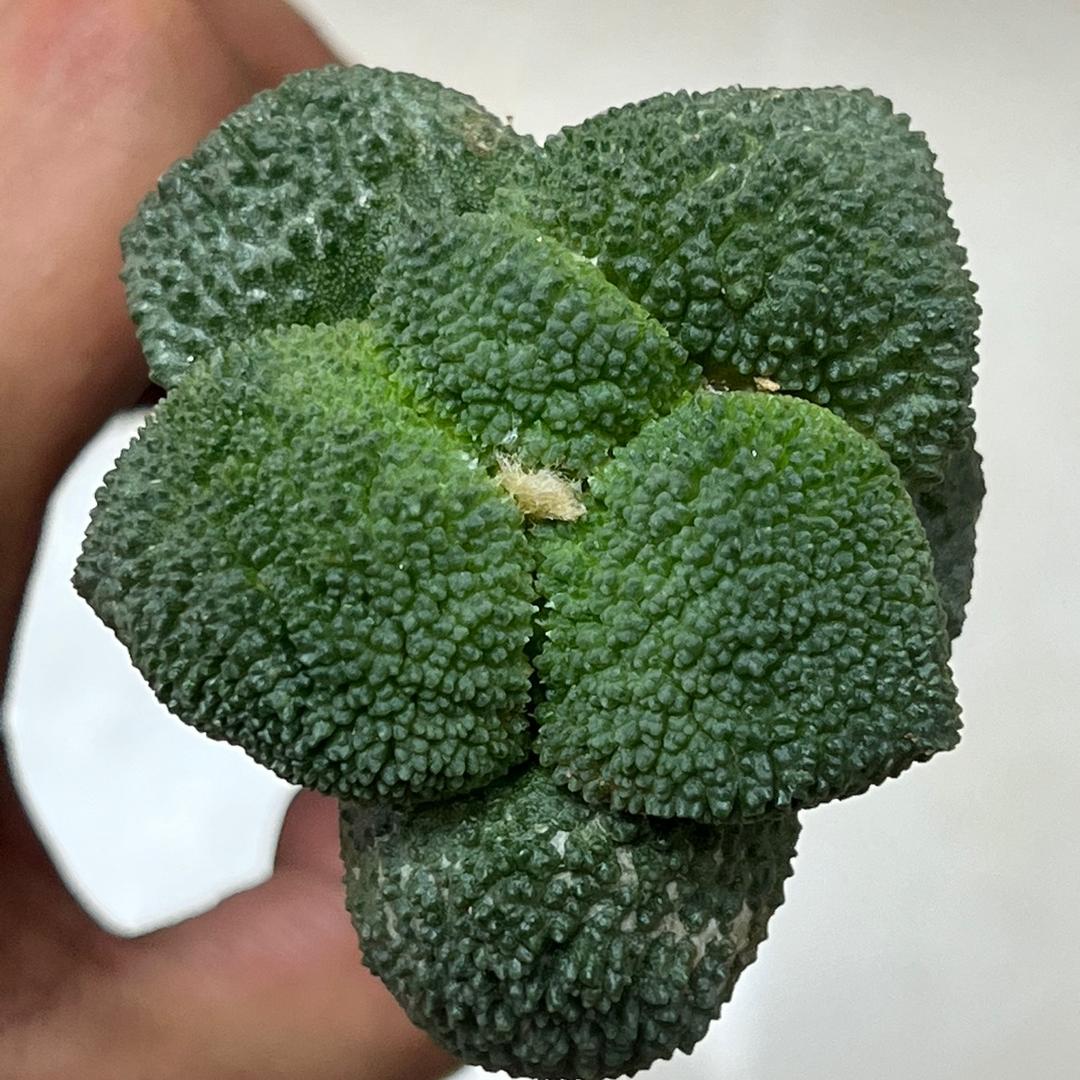彤鑫花卉1